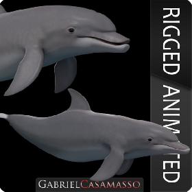 Tursiops truncatus 3D